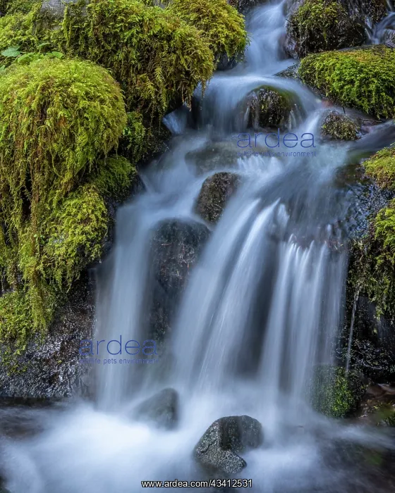 : USA, Washington State, Olympic National Park. Cedar : USA, Washington State, Olympic National Park. Cedar