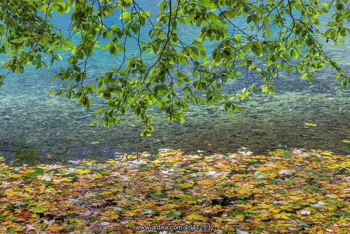 : USA, Washington State, Olympic National Park. Alder : USA, Washington State, Olympic National Park. Alder