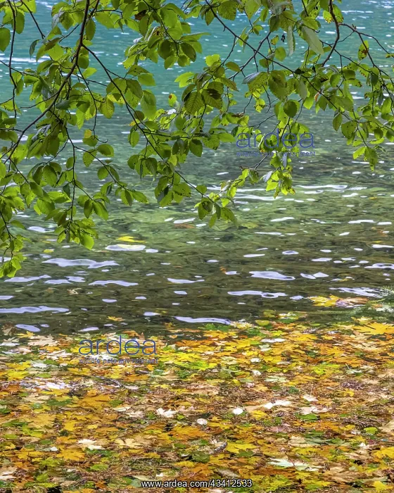 : USA, Washington State, Olympic National Park. Alder : USA, Washington State, Olympic National Park. Alder