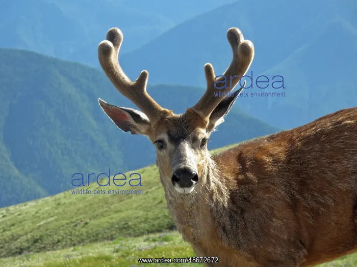 : USA, Washington State, Olympic National Park. Close-up of : USA, Washington State, Olympic National Park. Close-up of