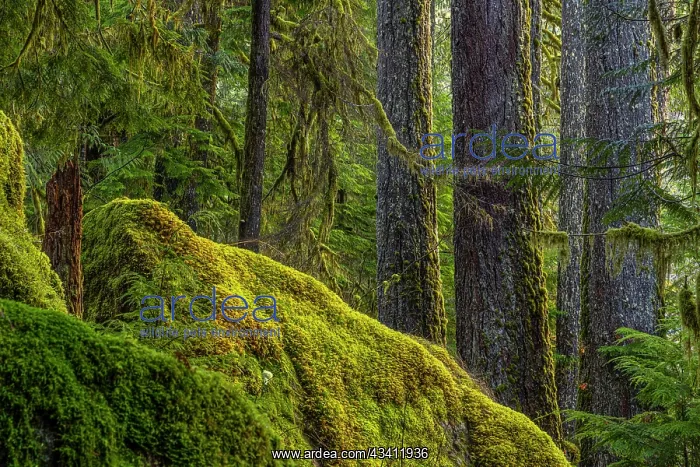 : USA, Washington State, Olympic National Park. Moss : USA, Washington State, Olympic National Park. Moss