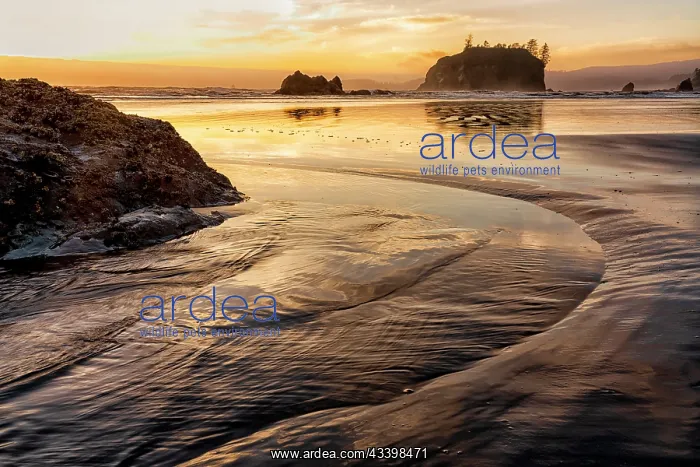 : USA, Washington State, Olympic National Park, Ruby : USA, Washington State, Olympic National Park, Ruby