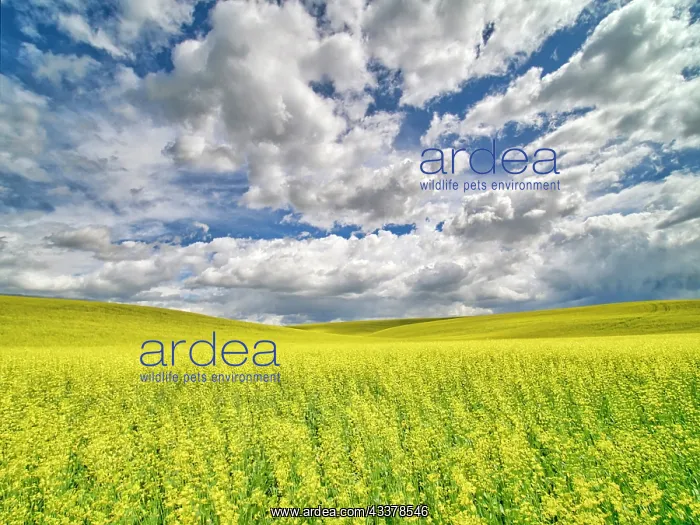 : USA, Washington State, Palouse, Spring canola field : USA, Washington State, Palouse, Spring canola field