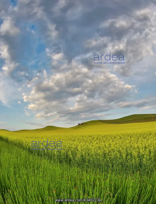 : USA, Washington State, Palouse. Springtime landscape : USA, Washington State, Palouse. Springtime landscape
