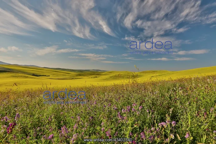 : USA, Washington State, Palouse. Springtime landscape : USA, Washington State, Palouse. Springtime landscape