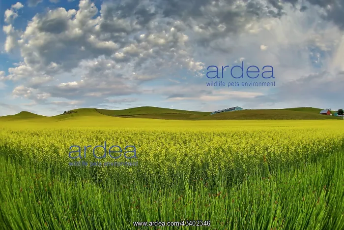 : USA, Washington State, Palouse. Springtime landscape : USA, Washington State, Palouse. Springtime landscape