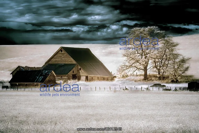: USA, Washington State, Palouse : USA, Washington State, Palouse