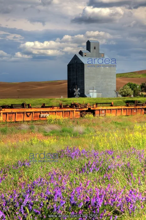 : USA, Washington State, Palouse. Old silo with wildflowers : USA, Washington State, Palouse. Old silo with wildflowers