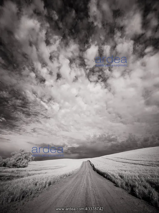 : USA, Washington State, Palouse. Backcountry road : USA, Washington State, Palouse. Backcountry road