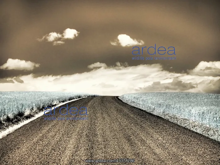 : USA, Washington State, Palouse. Country backroad : USA, Washington State, Palouse. Country backroad