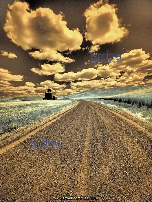 : USA, Washington State, Palouse. Country backroad : USA, Washington State, Palouse. Country backroad