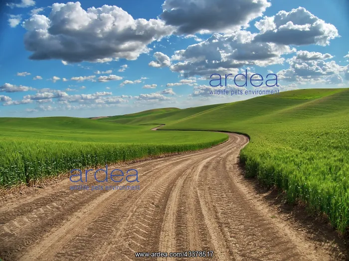 : USA, Washington State, Palouse, Country Backroad : USA, Washington State, Palouse, Country Backroad