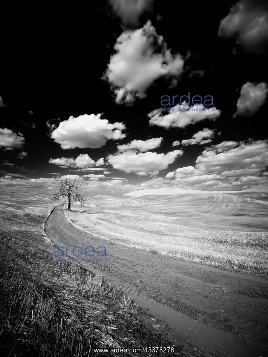 : USA, Washington State, Palouse. Crops growing on : USA, Washington State, Palouse. Crops growing on