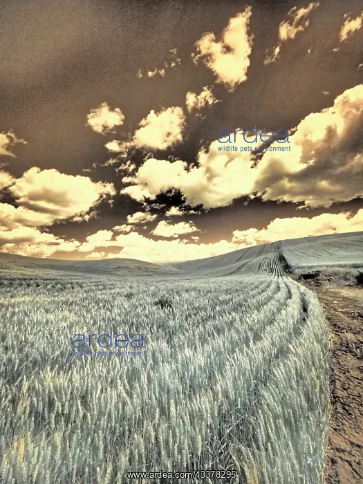 : USA, Washington State, Palouse. Crops growing on : USA, Washington State, Palouse. Crops growing on