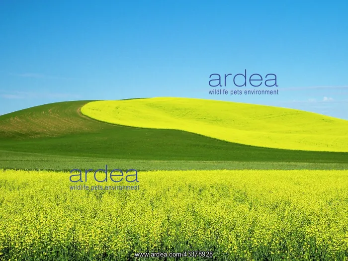: USA, Washington State, Palouse. Field of canola : USA, Washington State, Palouse. Field of canola