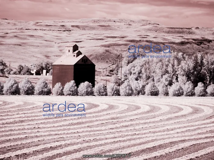  : USA, Washington State, Palouse. Harvest lies in