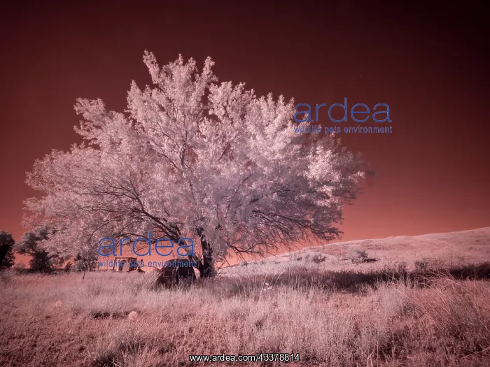 : USA, Washington State, Palouse region, Lone tree in Field : USA, Washington State, Palouse region, Lone tree in Field