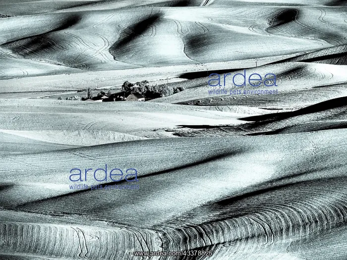 : USA, Washington State, Palouse region, Rolling hills : USA, Washington State, Palouse region, Rolling hills