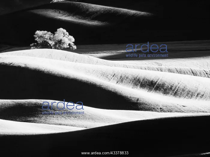 : USA, Washington State, Palouse region, Lone tree in Field : USA, Washington State, Palouse region, Lone tree in Field