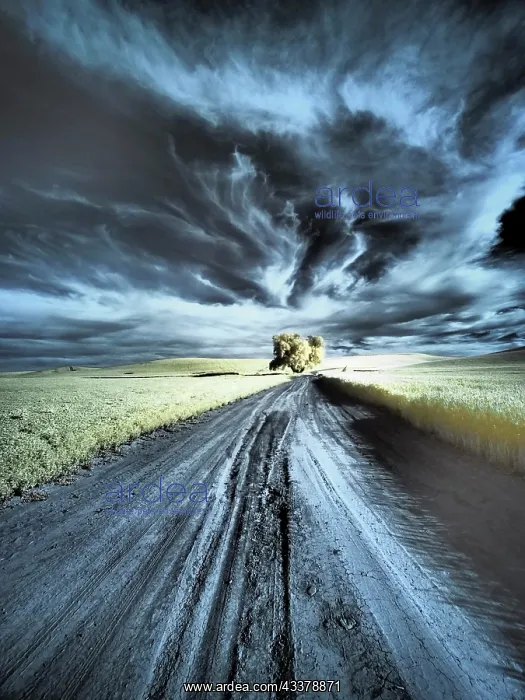 : USA, Washington State, Palouse region, Backcountry : USA, Washington State, Palouse region, Backcountry