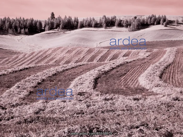 : USA, Washington State, Palouse region, Harvest cut : USA, Washington State, Palouse region, Harvest cut