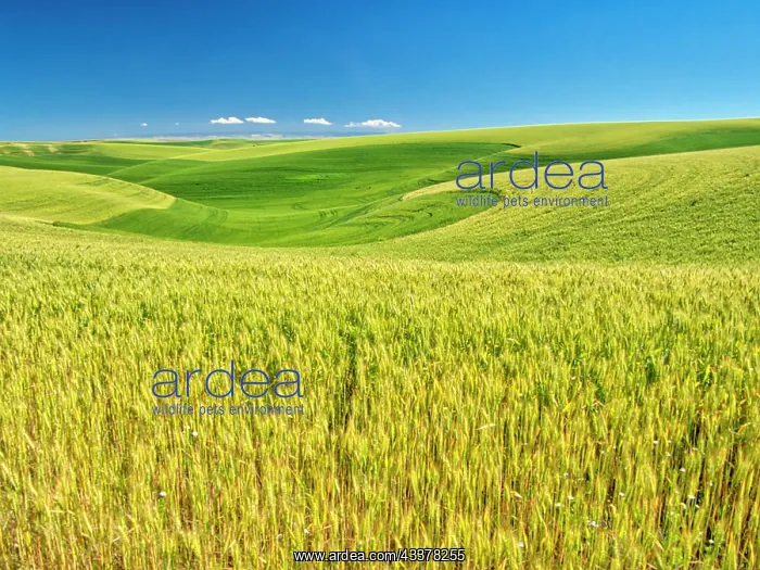 : USA, Washington State, Palouse Region, Patterns : USA, Washington State, Palouse Region, Patterns