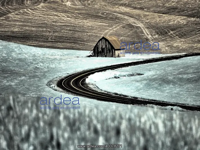 : USA, Washington State, Palouse. Road running through : USA, Washington State, Palouse. Road running through