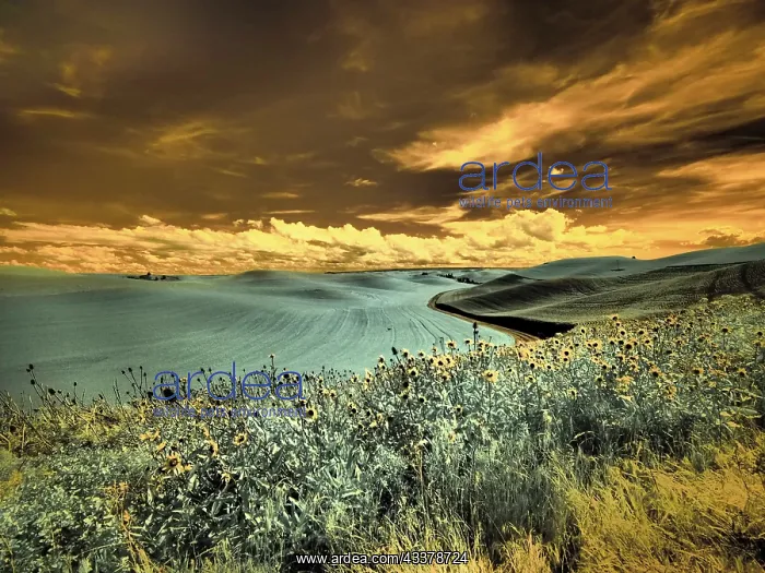  : USA, Washington State, Palouse. Spring Poppies and