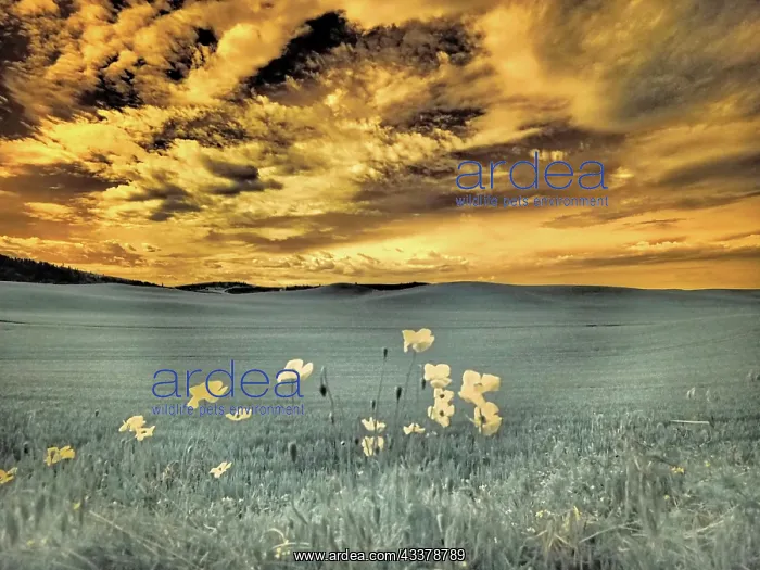 : USA, Washington State, Palouse. Spring Poppies and : USA, Washington State, Palouse. Spring Poppies and
