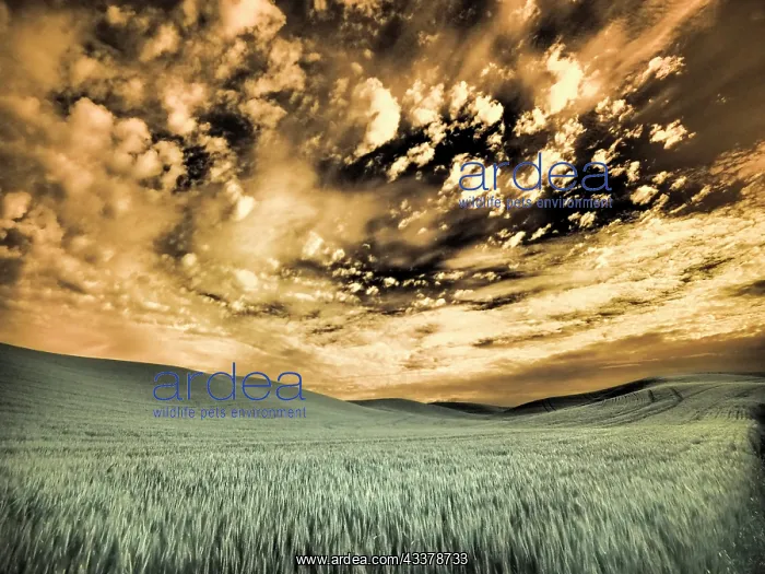 : USA, Washington State, Palouse. wheat field and clouds : USA, Washington State, Palouse. wheat field and clouds