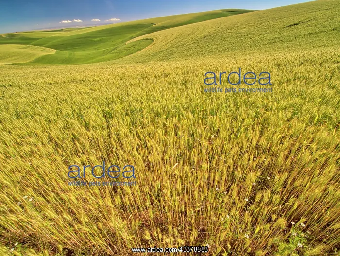 : USA, Washington State, Patterns in the fields of wheat : USA, Washington State, Patterns in the fields of wheat