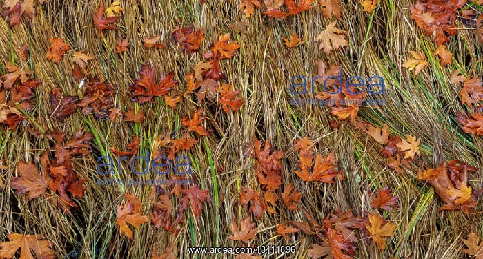 : USA, Washington State, Poulsbo. Panoramic of fallen : USA, Washington State, Poulsbo. Panoramic of fallen