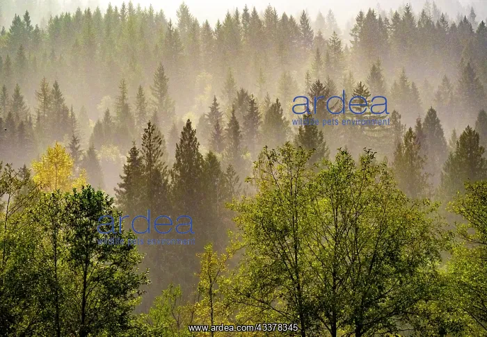 : USA, Washington State, Preston Evergreens and Cottonwood : USA, Washington State, Preston Evergreens and Cottonwood
