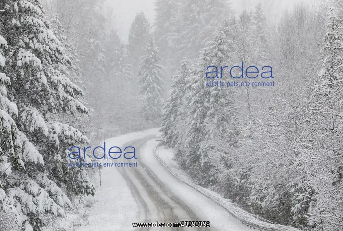 : USA, Washington State, Preston. Winters snow fall : USA, Washington State, Preston. Winters snow fall
