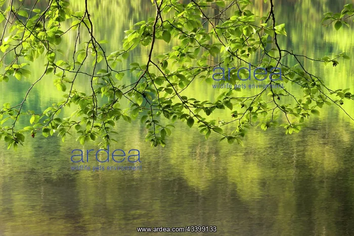 : USA, Washington State, red alder, Alnus rubra. Branches : USA, Washington State, red alder, Alnus rubra. Branches
