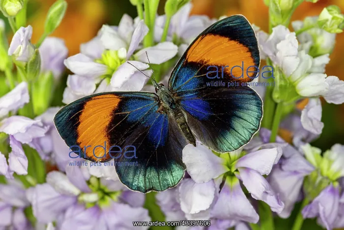 : USA, Washington State, Sammamish. Callithea sapphira : USA, Washington State, Sammamish. Callithea sapphira