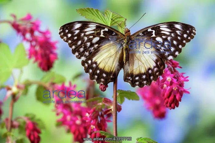: USA, Washington State, Sammamish. Tropical butterfly : USA, Washington State, Sammamish. Tropical butterfly