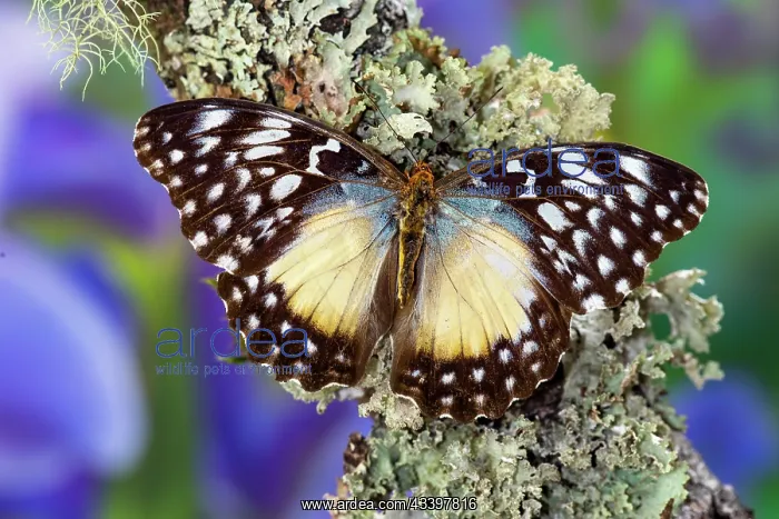: USA, Washington State, Sammamish. Tropical butterfly : USA, Washington State, Sammamish. Tropical butterfly