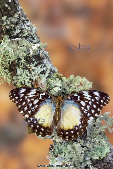 : USA, Washington State, Sammamish. Tropical butterfly : USA, Washington State, Sammamish. Tropical butterfly
