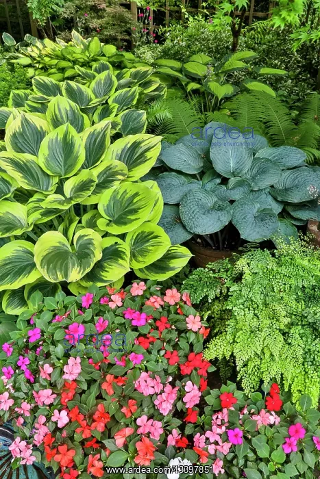 : USA, Washington State, Sammamish. Garden in springtime : USA, Washington State, Sammamish. Garden in springtime