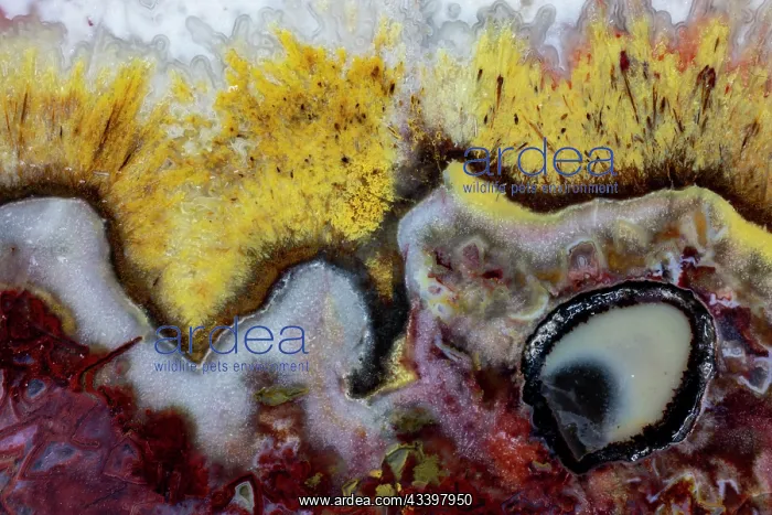 : USA, Washington State, Sammamish. Quetzalcoatl Agate : USA, Washington State, Sammamish. Quetzalcoatl Agate