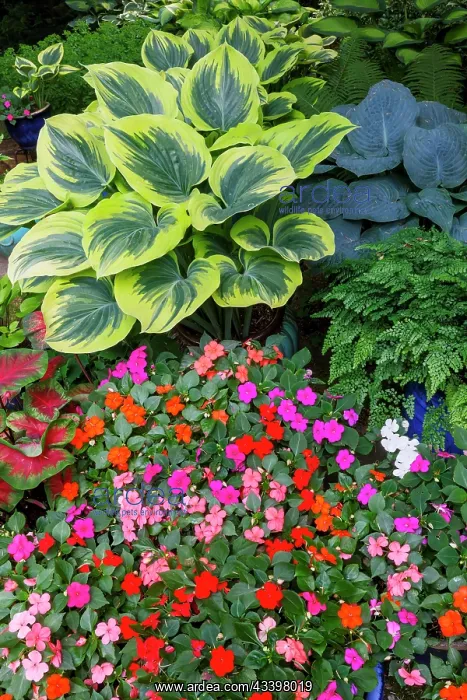 : USA, Washington State, Sammamish. Garden in springtime : USA, Washington State, Sammamish. Garden in springtime