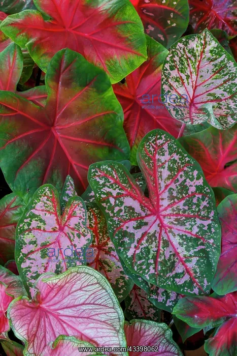 : USA, Washington State, Sammamish. Tropical caladium : USA, Washington State, Sammamish. Tropical caladium