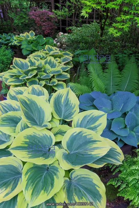 : USA, Washington State, Sammamish. Garden in springtime : USA, Washington State, Sammamish. Garden in springtime