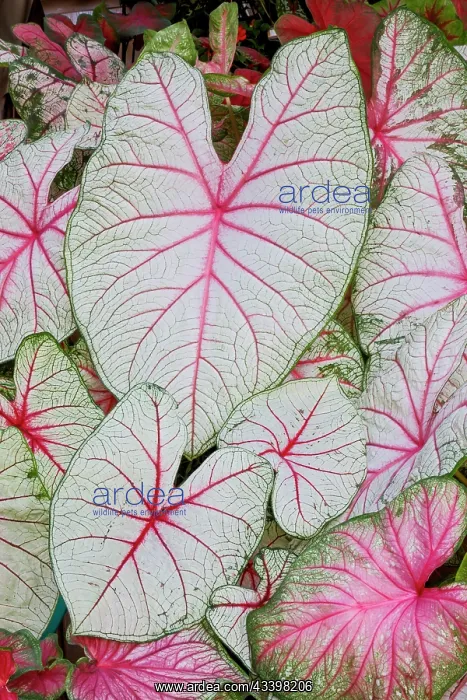 : USA, Washington State, Sammamish. Tropical caladium : USA, Washington State, Sammamish. Tropical caladium