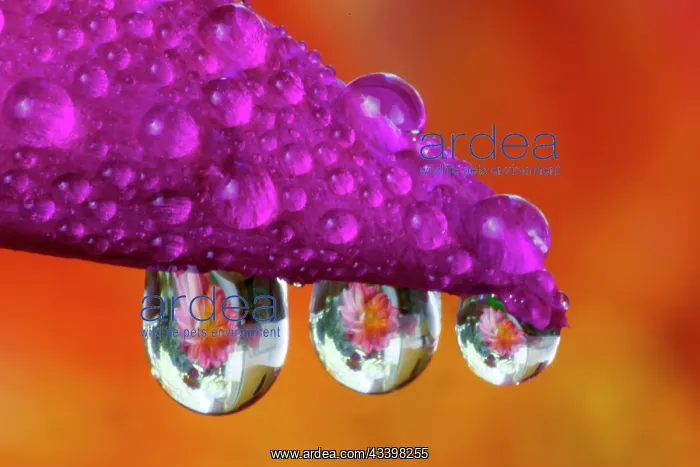 : USA, Washington State, Sammamish. Dewdrops reflecting : USA, Washington State, Sammamish. Dewdrops reflecting