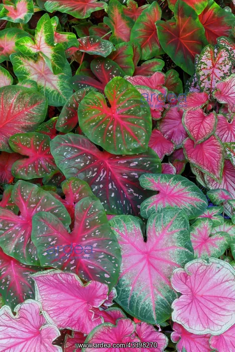 : USA, Washington State, Sammamish. Tropical caladium : USA, Washington State, Sammamish. Tropical caladium