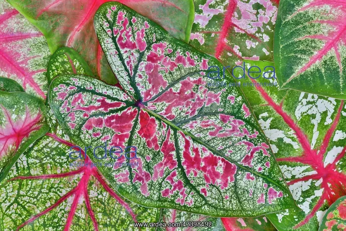 : USA, Washington State, Sammamish. Tropical caladium : USA, Washington State, Sammamish. Tropical caladium