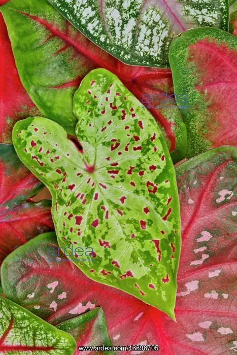 : USA, Washington State, Sammamish. Caladium tropical : USA, Washington State, Sammamish. Caladium tropical