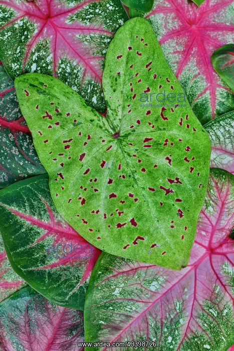 : USA, Washington State, Sammamish. Tropical caladium : USA, Washington State, Sammamish. Tropical caladium